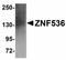 Zinc finger protein 536 antibody, orb94345, Biorbyt, Western Blot image 