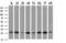 Nipsnap Homolog 2 antibody, LS-B13280, Lifespan Biosciences, Western Blot image 