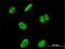 RUNX Family Transcription Factor 2 antibody, H00000860-M04, Novus Biologicals, Immunofluorescence image 