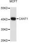 Calcium Activated Nucleotidase 1 antibody, A10965, ABclonal Technology, Western Blot image 