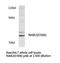 NAB2 antibody, LS-C177066, Lifespan Biosciences, Western Blot image 