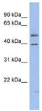Hnf-4 antibody, TA330637, Origene, Western Blot image 