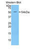 Protein Wnt-10a antibody, LS-C299972, Lifespan Biosciences, Western Blot image 