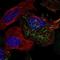 Coatomer subunit beta antibody, NBP1-88651, Novus Biologicals, Immunofluorescence image 