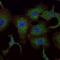 RAB25, Member RAS Oncogene Family antibody, NBP1-51599, Novus Biologicals, Immunocytochemistry image 
