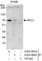 RNA Polymerase III Subunit C antibody, A303-063A, Bethyl Labs, Immunoprecipitation image 