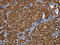 Peroxisomal multifunctional enzyme type 2 antibody, CSB-PA546696, Cusabio, Immunohistochemistry paraffin image 