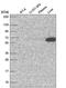 KIAA1211 Like antibody, NBP2-56290, Novus Biologicals, Western Blot image 