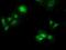 Phenazine Biosynthesis Like Protein Domain Containing antibody, NBP2-03265, Novus Biologicals, Immunofluorescence image 