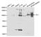 Villin 1 antibody, LS-B13880, Lifespan Biosciences, Western Blot image 