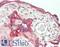 5'-Nucleotidase Ecto antibody, LS-B14527, Lifespan Biosciences, Immunohistochemistry paraffin image 