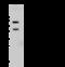 SCH antibody, 106479-T32, Sino Biological, Western Blot image 