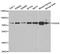 ATP-dependent RNA helicase DDX3X antibody, TA332805, Origene, Western Blot image 