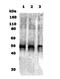 Opioid Receptor Delta 1 antibody, NB110-79877, Novus Biologicals, Western Blot image 