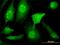 YY1 Associated Protein 1 antibody, H00055249-M02, Novus Biologicals, Immunocytochemistry image 