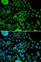 Protein atonal homolog 7 antibody, orb373591, Biorbyt, Immunofluorescence image 