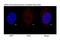 WRN RecQ Like Helicase antibody, NB100-471, Novus Biologicals, Immunofluorescence image 