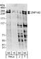 Zinc Finger Protein 142 antibody, A303-247A, Bethyl Labs, Western Blot image 
