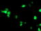 Nuclear distribution protein nudE-like 1 antibody, M02478, Boster Biological Technology, Immunofluorescence image 