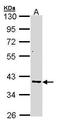 Aldo-Keto Reductase Family 7 Member A2 antibody, TA308657, Origene, Western Blot image 