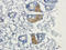 Fms Related Tyrosine Kinase 4 antibody, orb251613, Biorbyt, Immunohistochemistry paraffin image 