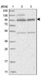 Zinc Finger Protein 341 antibody, NBP1-84219, Novus Biologicals, Western Blot image 
