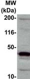 Ephrin B1 antibody, TA354180, Origene, Western Blot image 