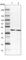 4-Hydroxyphenylpyruvate Dioxygenase antibody, HPA038322, Atlas Antibodies, Western Blot image 