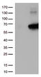 Kelch Like ECH Associated Protein 1 antibody, CF501989, Origene, Western Blot image 