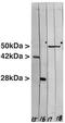 Vimentin antibody, TA336856, Origene, Western Blot image 