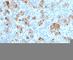 TNF Receptor Superfamily Member 8 antibody, V2991S-0.1ML, NSJ Bioreagents, Flow Cytometry image 