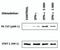 Signal Transducer And Activator Of Transcription 1 antibody, NB500-514, Novus Biologicals, Immunoprecipitation image 