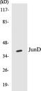 JunD Proto-Oncogene, AP-1 Transcription Factor Subunit antibody, EKC1319, Boster Biological Technology, Western Blot image 