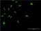 MyoD Family Inhibitor antibody, H00004188-M07, Novus Biologicals, Immunofluorescence image 