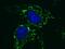 ATP Synthase F1 Subunit Beta antibody, ab14730, Abcam, Immunofluorescence image 