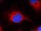 Napsin A Aspartic Peptidase antibody, 60259-1-Ig, Proteintech Group, Immunofluorescence image 