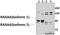 RAS P21 Protein Activator 4 antibody, A09928, Boster Biological Technology, Western Blot image 
