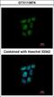 Nuclear Receptor Subfamily 0 Group B Member 2 antibody, LS-C186332, Lifespan Biosciences, Immunocytochemistry image 