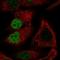 MORC Family CW-Type Zinc Finger 4 antibody, HPA050250, Atlas Antibodies, Immunocytochemistry image 