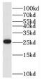 BTG Anti-Proliferation Factor 4 antibody, FNab00979, FineTest, Western Blot image 