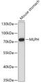 Melanophilin antibody, GTX33313, GeneTex, Western Blot image 