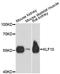 KLF10 antibody, A13180, ABclonal Technology, Western Blot image 