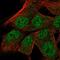 TRNA Selenocysteine 1 Associated Protein 1 antibody, HPA032068, Atlas Antibodies, Immunofluorescence image 