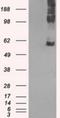 Solute Carrier Family 7 Member 8 antibody, NBP1-47989, Novus Biologicals, Western Blot image 