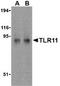 TLR11 antibody, TA306158, Origene, Western Blot image 