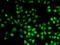 Exportin-5 antibody, orb247633, Biorbyt, Immunofluorescence image 