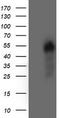 Protein kinase B antibody, TA504236, Origene, Western Blot image 