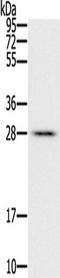 Family With Sequence Similarity 89 Member B antibody, TA349960, Origene, Western Blot image 