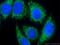 Cytochrome C, Somatic antibody, 66264-1-Ig, Proteintech Group, Immunofluorescence image 