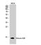 Histone Cluster 1 H2B Family Member D antibody, A11309, Boster Biological Technology, Western Blot image 